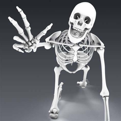 Human Skeleton Rigged D Model