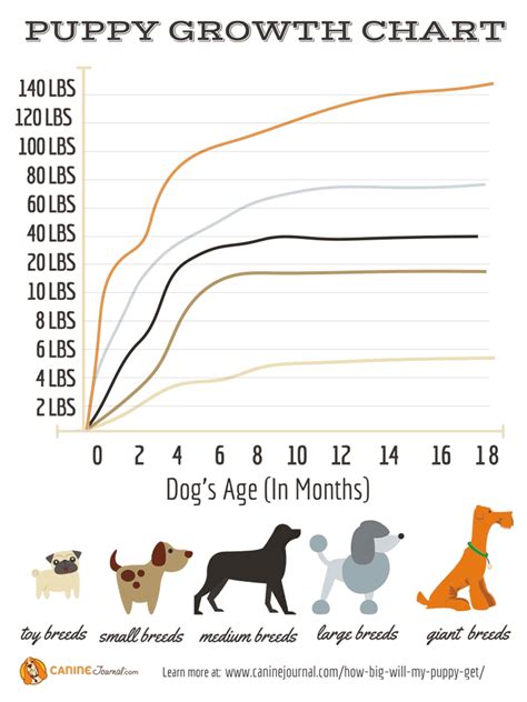 How Big Will My Puppy Be When Hes An Adult Dog