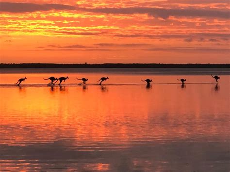 Noosa Everglades Explorer Cruise Met Optioneel Kano N Getyourguide