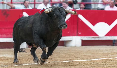 Deuxième journée contre la corrida One Voice mobilise dans une