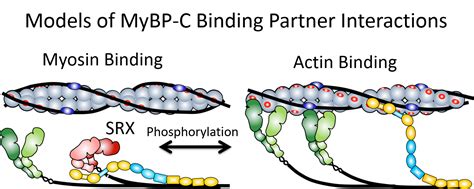 Myosin Binding Protein C Mybp C Warshaw Laboratory University Of