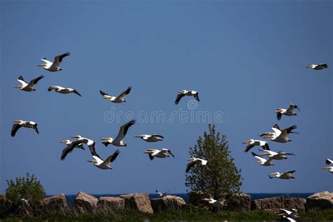 The Flock Of American White Pelican Pelecanus Erythrorhynchos In Flight