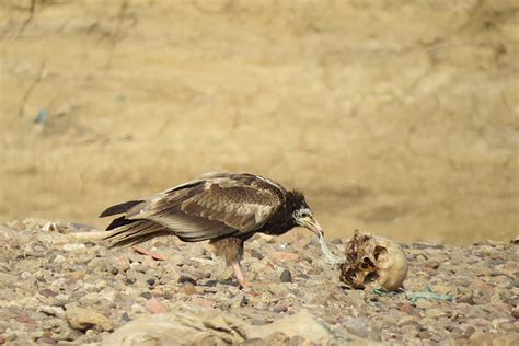 Egyptian Vulture Feeding From a Human Skull, Ken River, Uttar Pradesh ...