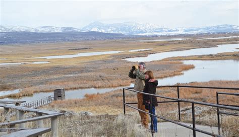 Where to see wild swans migrate through Utah this March - TownLift ...