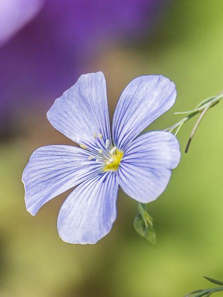 Lin Vivace Heavenly Blue Linum Narbonense Heavenly Blue Le