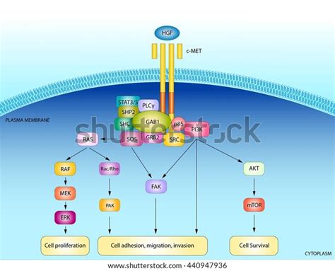 Hgf Signaling Pathway Stock Illustration Shutterstock