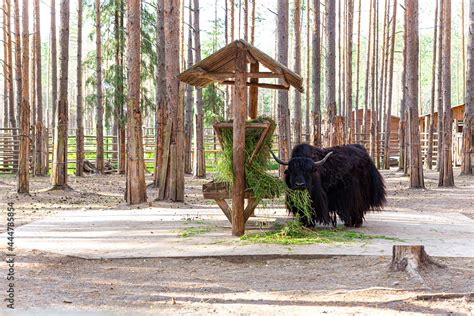 A huge black yak eats grass in the zoo, looking at the camera, wags its ...