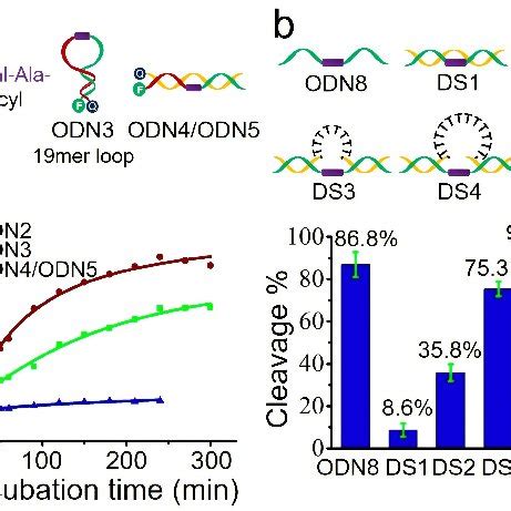 The Automated Synthesis And Enzymatic Cleavage Of Oligonucleotides