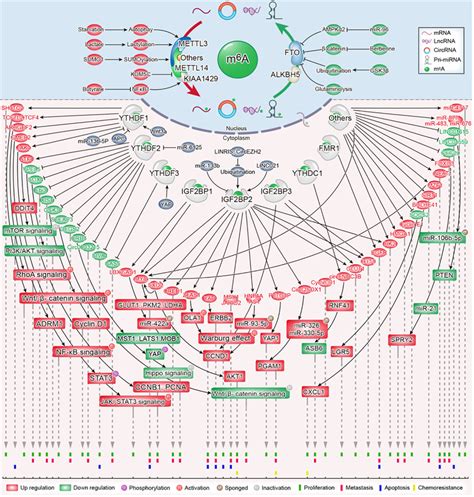 The Role And Molecular Mechanism Of M A Modification In Colorectal