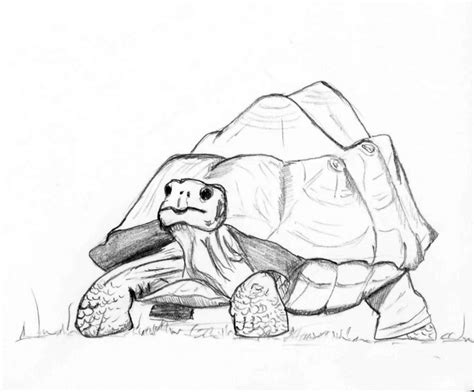 Tortoise Pencil Drawing | Pencil Art Drawing