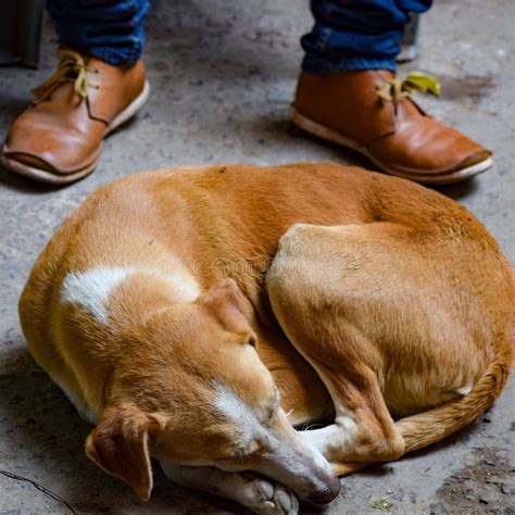 A Sad Looking Street Dog With Folded Ears Dog Playing Outside Smiles