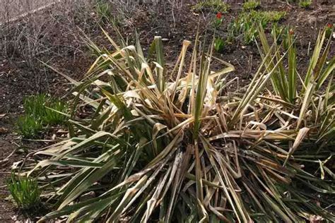 Quand Fleurit Yucca MamanSanta