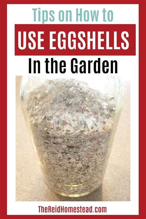 How To Use Eggshells In The Garden Egg Shells In Garden Egg Shells