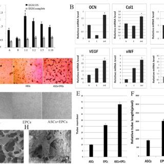 Analysis Of Results Of Co Culture Of ASCs And EPCs In Vitro A Changes