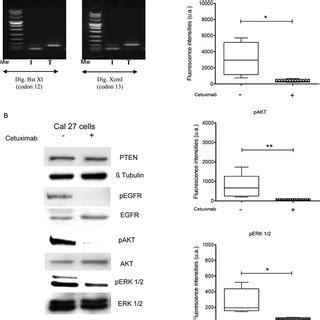 Signaling Proteins Status Of Expression In Cal Cells Cal Cells