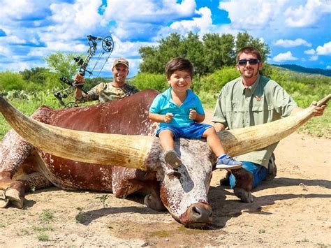 Watusi Cattle Hunting Acres In Texas Ox Ranch