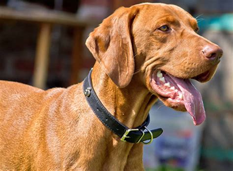 Hungarian Vizsla - Ultimate Guide (Personality, Temperament, Health etc.)