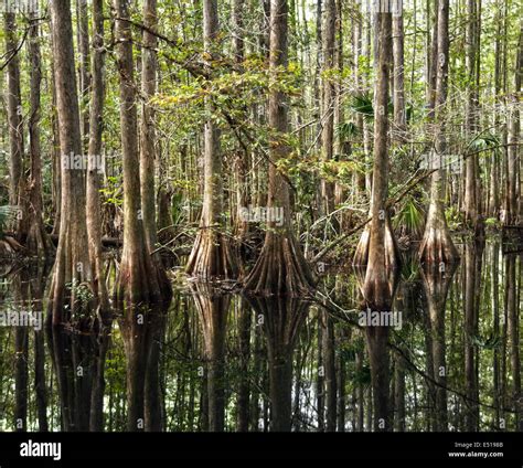 Bald Cypress Trees Stock Photo - Alamy