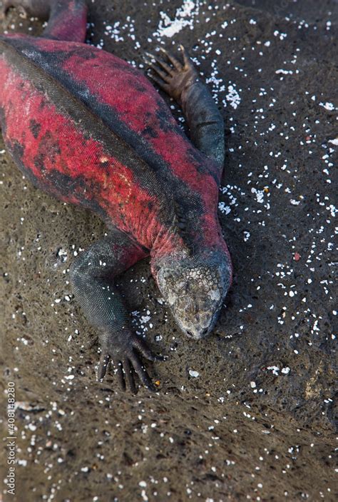 Ecuador Parque Nacional De Las Islas Galapagos Iguana Marina