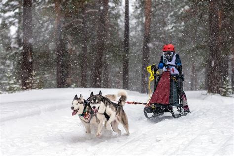 Premium Photo | Sled dog racing in winter