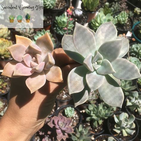 Graptopetalum Paraguayense Ghost Plant Care Propagation