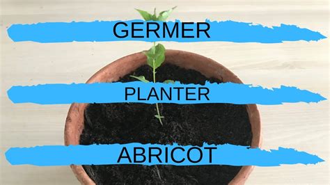 Tuto Comment Faire Germer Et Planter Abricot Youtube