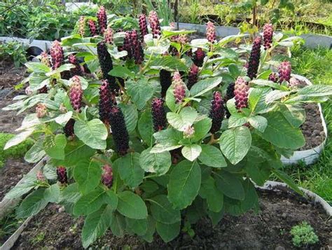 Купить семена Фитолакка Phytolacca americana в Москве: доставка семян ...