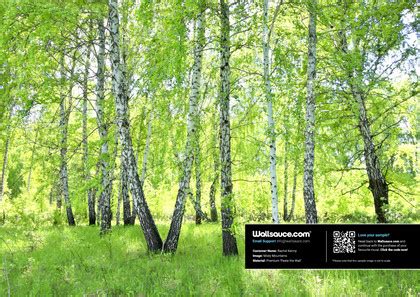 Birch Forest Wallpaper Mural Wallsauce Us