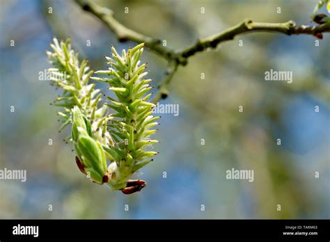 Goat Willow Salix Caprea Also Known As Pussy Willow Or Great Sallow Close Up Of The Female