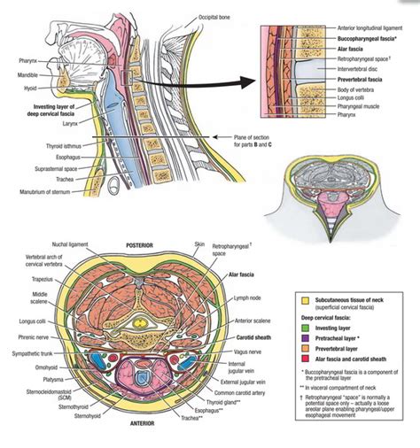 Superficial Anatomy Example