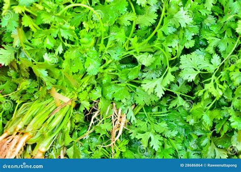 Detalhe Da Folha Da Erva Do Coentro Foto De Stock Imagem De Verde