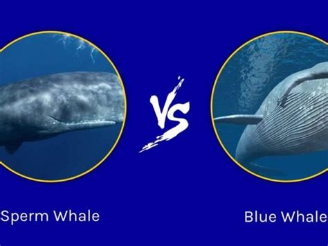 Sperm whale vs Blue whale - Hedge the book