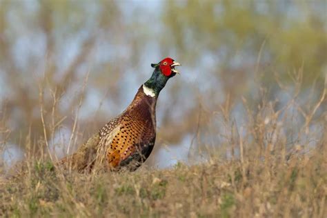 Common Pheasant Natural Habitat — Stock Photo © YAYImages #262499730