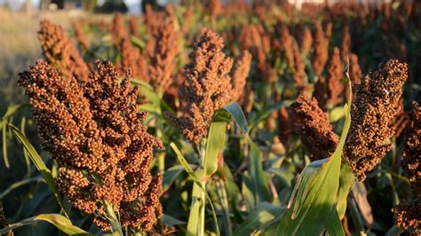 Detecci N Y Manejo De Las Enfermedades En Sorgo Agrolink