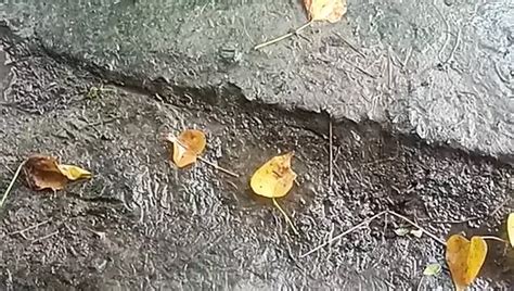 Indian Housewife Sexy Lady Show Part Asian Porn Feat Sonam Official Xhamster