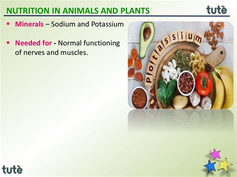 7th Icse Biology Nutrition In Animals And Plants