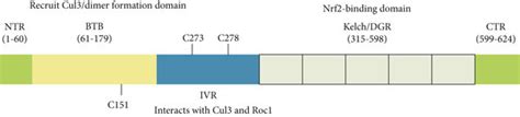 Schematic structure of Nrf2 and Keap1. (a) Domain structure of Keap1 ...