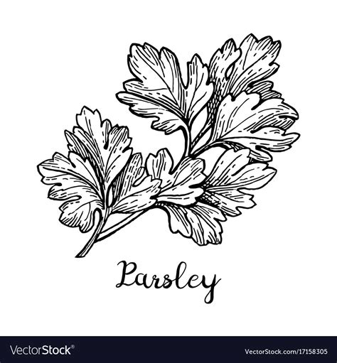 Parsley Drawing