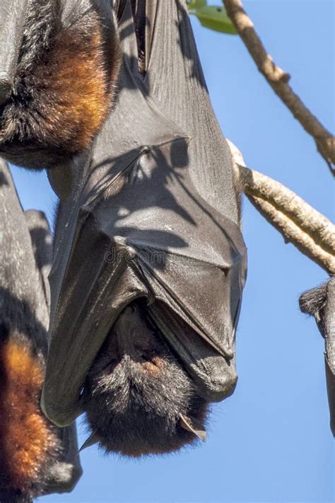 Flying Fox Fruit Bat In Queensland Australia Stock Image Image Of Fauna Forest 248442171