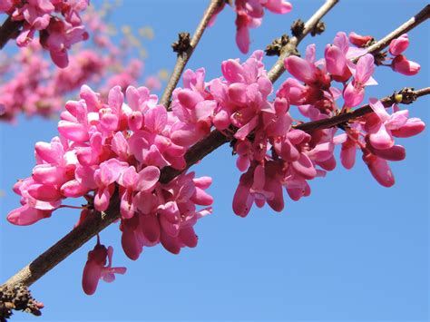 Cercis Chinensis Bunge Pépinières Botaniques De La Preille