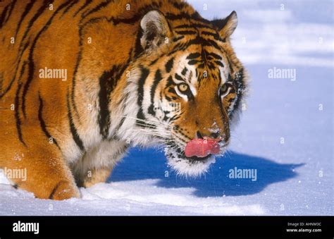 Endangered siberian tiger in snow Stock Photo - Alamy