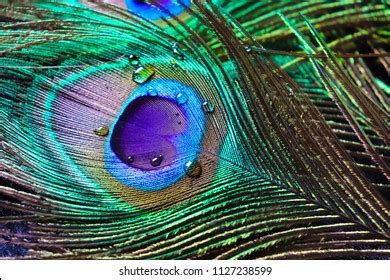 Micro Peacock Feather Hd Imagebest Texture Stock Photo 1127238569 | Shutterstock