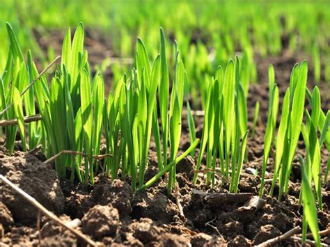 Посев озимой пшеницы: важные климатические факторы, сроки и технология