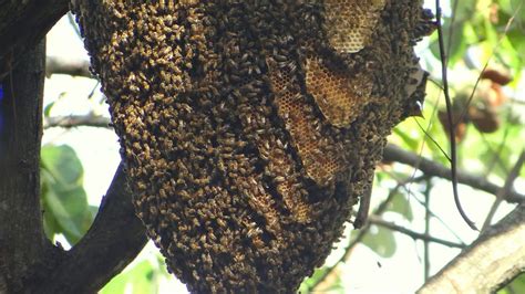 Muere un hombre de 74 años atacado por abejas africanas en Nicaragua