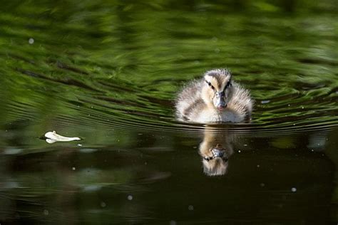 Cute Yellow Baby Duckling, Duck, Duckling, Bird PNG Transparent Clipart Image and PSD File for ...