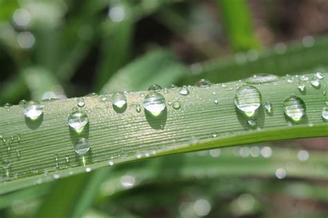 Kostenlose Foto Wasser Natur Gras Fallen Tau Pflanze Rasen