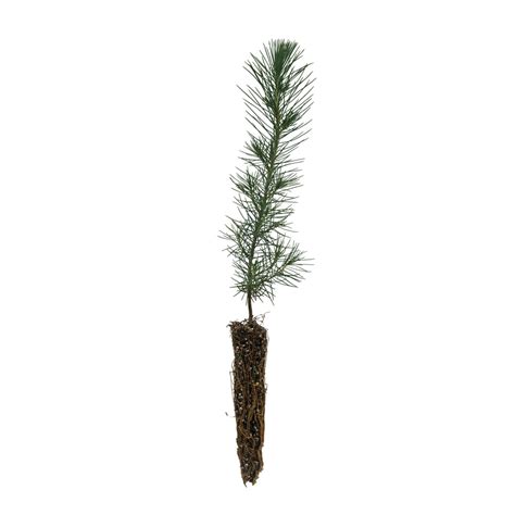 Aleppo Pine | Small Tree Seedling – The Jonsteen Company