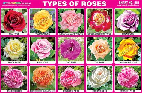 S P E C T R U M Spectrum Charts Types Of Roses Rose Flowers