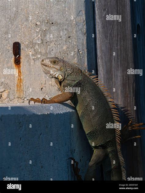 A Green Iguana (Iguana iguana), an invasive species, climbing a cement wall in the Florida Keys ...