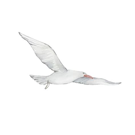 Premium Vector | Watercolor white flying seagull